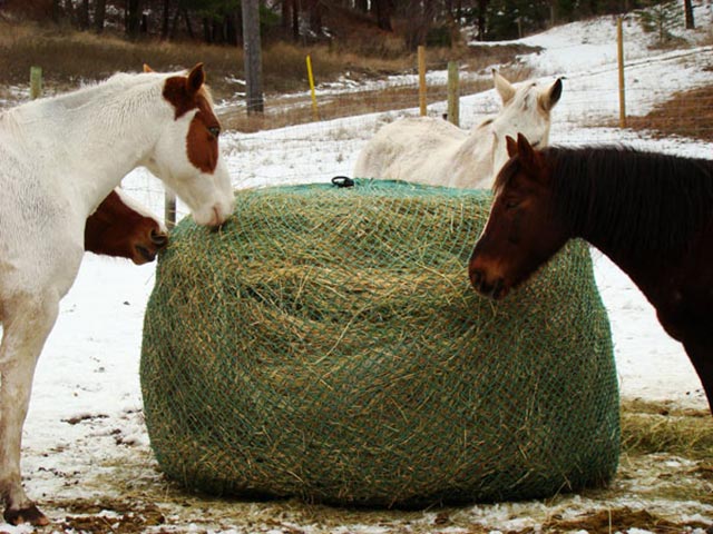 caballos comiendo en nieve gracias a red slow feeder