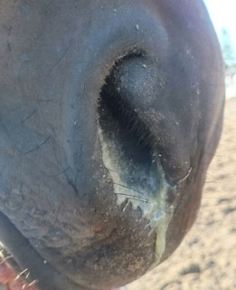 descarga nasal del caballo con moco denso
