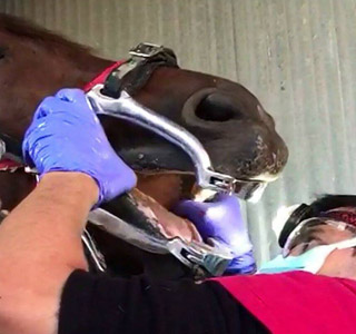 cuidado dental caballo odontólogo equino
