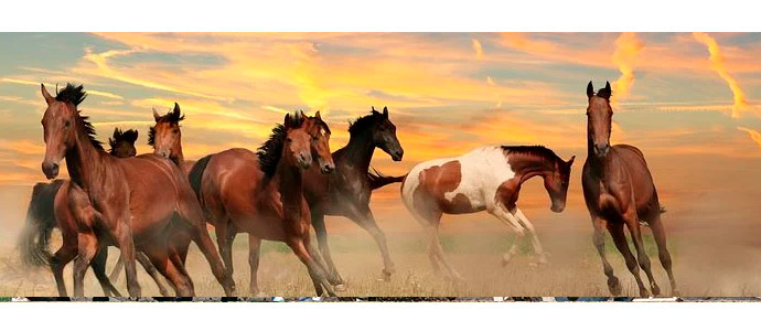 ¿Qué raza de caballo se adapta mejor a cada disciplina?